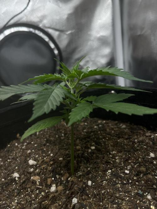 First Indoor Run. Week 3 - Afghan #1: 21 days