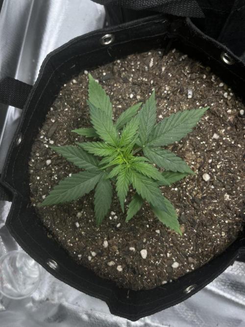 First Indoor Run. Week 3 - Afghan #2: 21 days