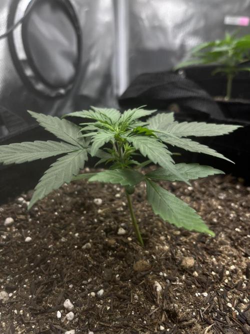 First Indoor Run. Week 3 - Afghan #2: 21 days