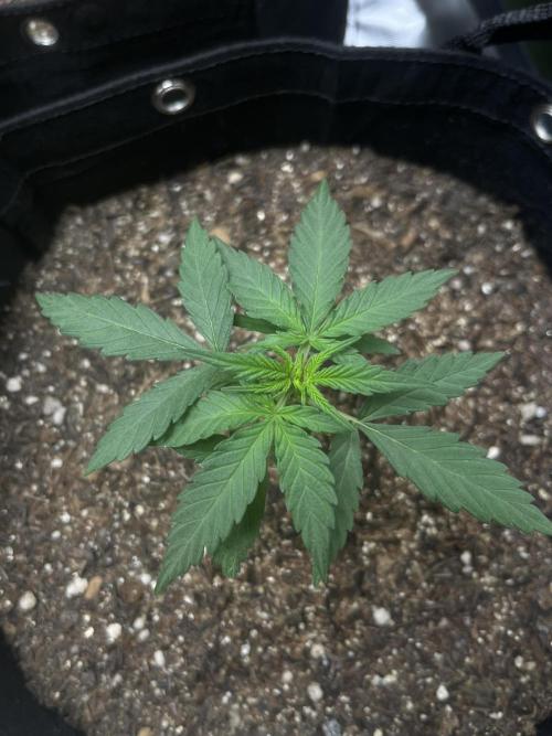 First Indoor Run. Week 3 - Skunk #1 #1: 21 days
