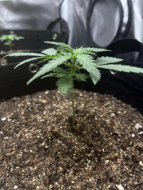 First Indoor Run. Week 3 - Skunk #1 #1: 21 days