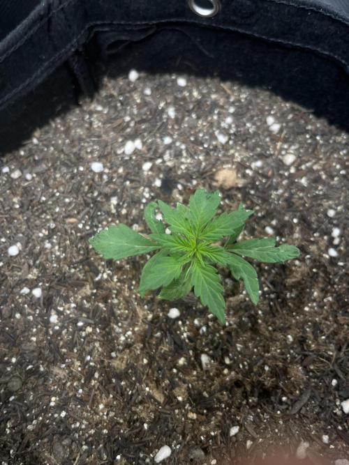 First Indoor Run. Week 3 - Skunk #1 #2: 16 days