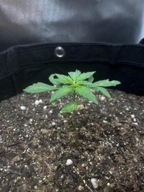 First Indoor Run. Week 3 - Skunk #1 #2: 16 days