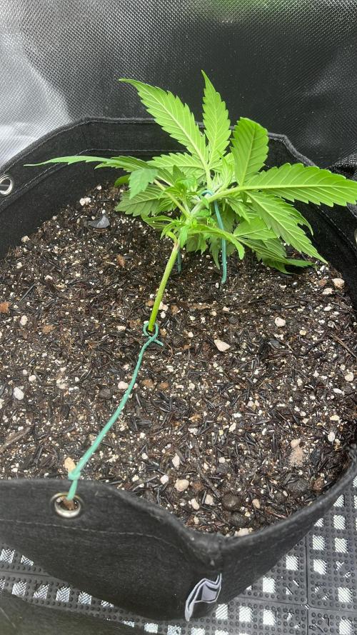 First Indoor Run. Week 4 - Afghan #1: 22 days - Initial LST