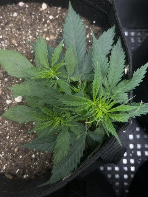 First Indoor Run. Week 4 - Afghan #1: 28 days