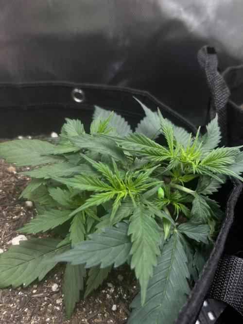 First Indoor Run. Week 4 - Afghan #1: 28 days