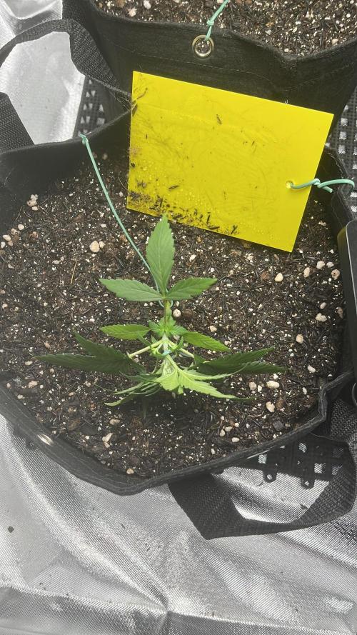 First Indoor Run. Week 4 - Afghan #2: 22 days - Initial LST