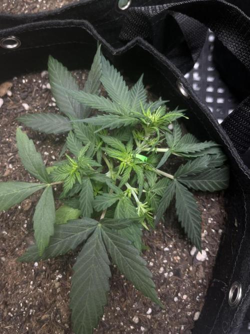 First Indoor Run. Week 4 - Afghan #2: 28 days