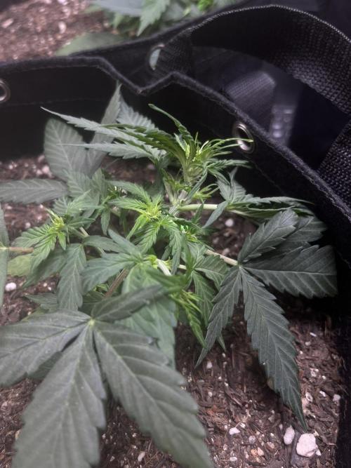 First Indoor Run. Week 4 - Afghan #2: 28 days