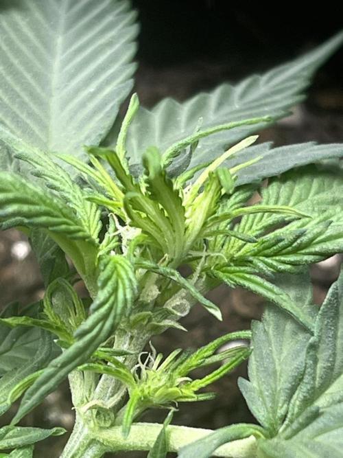 First Indoor Run. Week 4 - Afghan #2: 28 days - Pre-Flowering