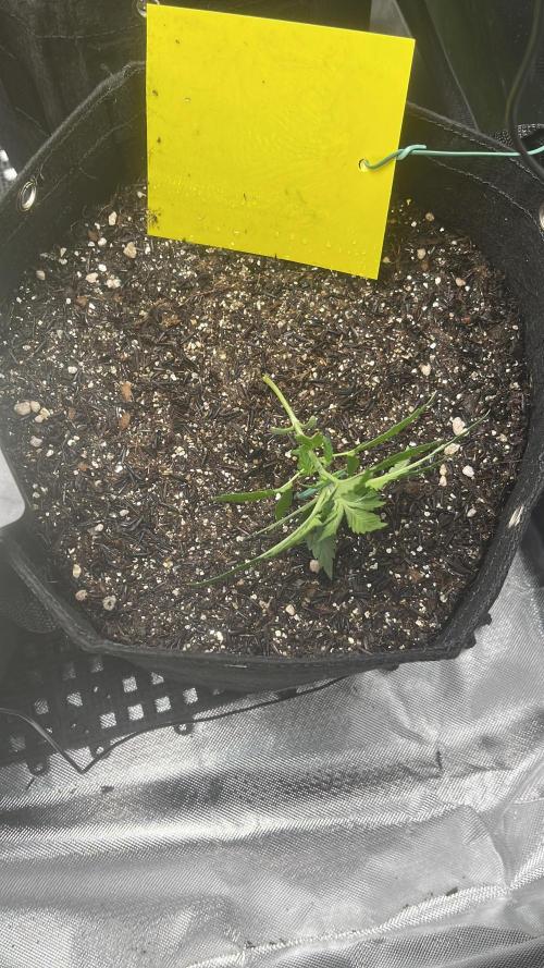 First Indoor Run. Week 4 - Skunk #1 #1: 22 days - Initial LST