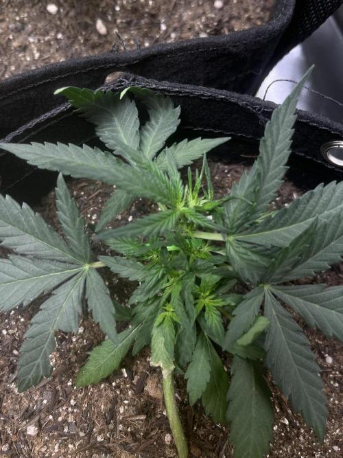 First Indoor Run. Week 4 - Skunk #1 #1: 28 days 