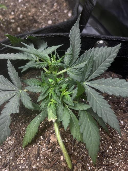 First Indoor Run. Week 4 - Skunk #1 #1: 28 days 