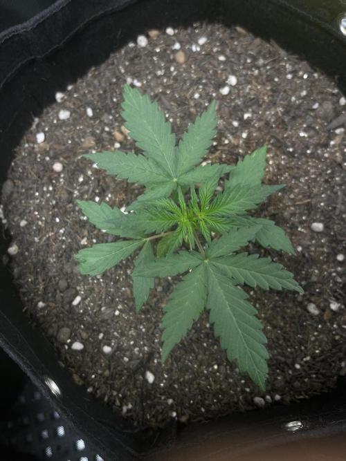 First Indoor Run. Week 4 - Skunk #1 #2: 23 days