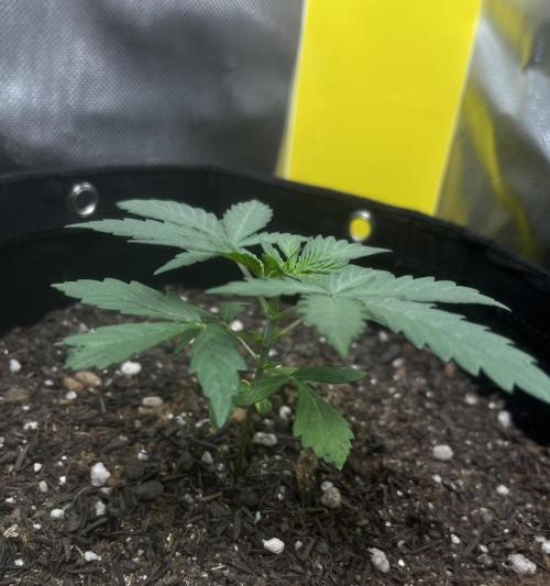 First Indoor Run. Week 4 - Skunk #1 #2: 23 days
