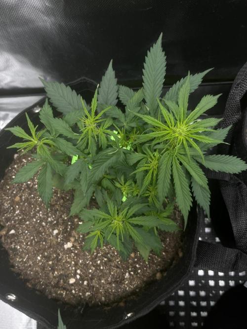 First Indoor Run. Week 5 - Afghan #1: 35 days
