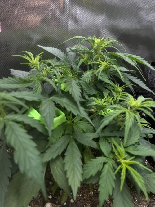 First Indoor Run. Week 5 - Afghan #1: 35 days