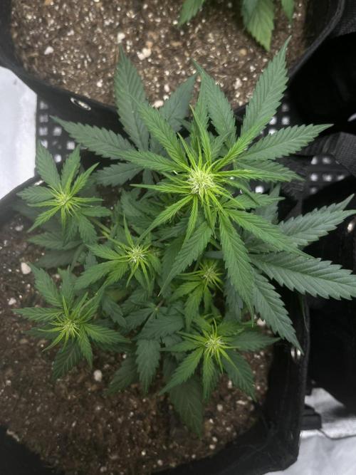 First Indoor Run. Week 5 - Afghan #2: 35 days