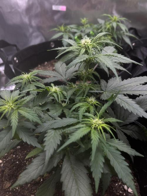 First Indoor Run. Week 5 - Afghan #2: 35 days