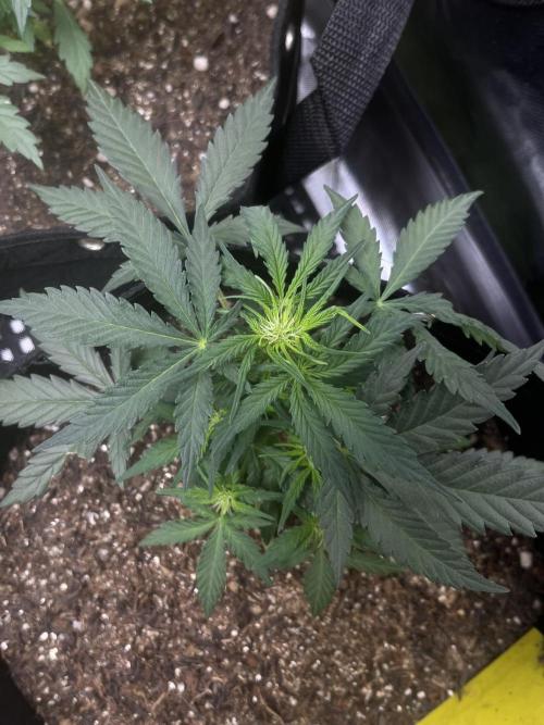 First Indoor Run. Week 5 - Skunk #1 #1: 35 days