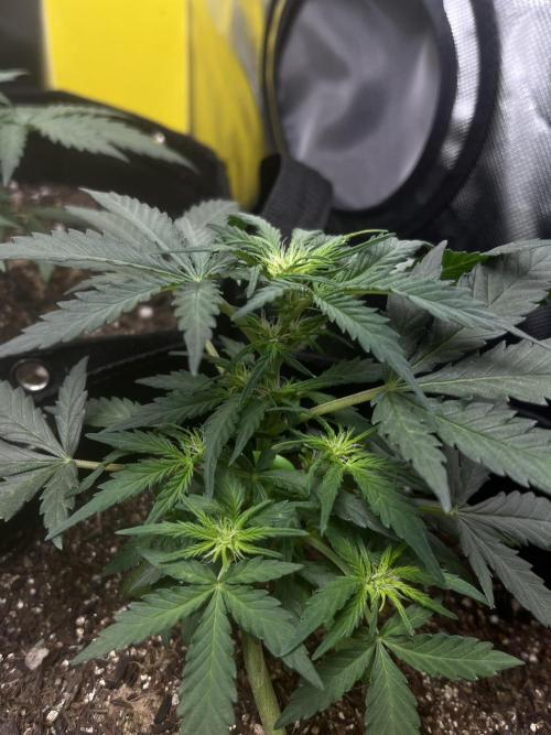 First Indoor Run. Week 5 - Skunk #1 #1: 35 days