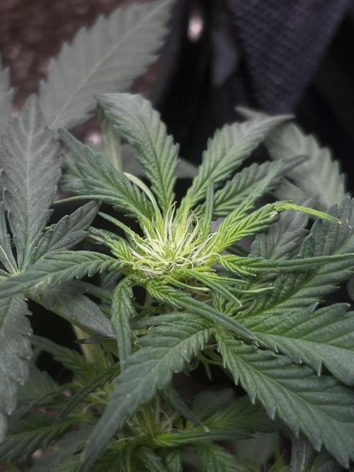 First Indoor Run. Week 5 - Skunk #1 #1: 35 days (main stem)