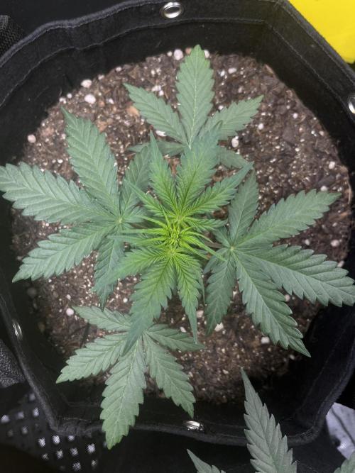 First Indoor Run. Week 5 - Skunk #1 #2: 30 days
