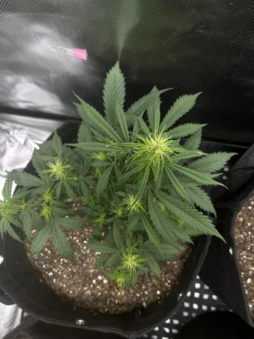 First Indoor Run. Week 6 - Afghan #1: 42 days