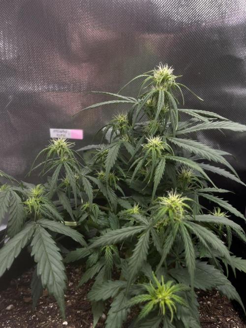 First Indoor Run. Week 6 - Afghan #1: 42 days