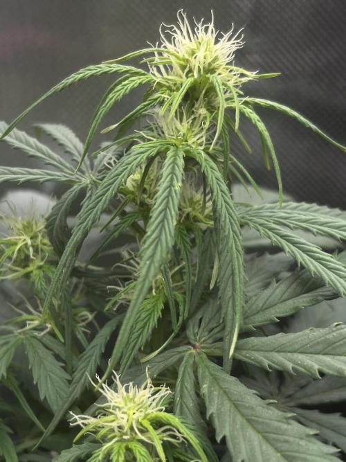 First Indoor Run. Week 6 - Afghan #1: 42 days