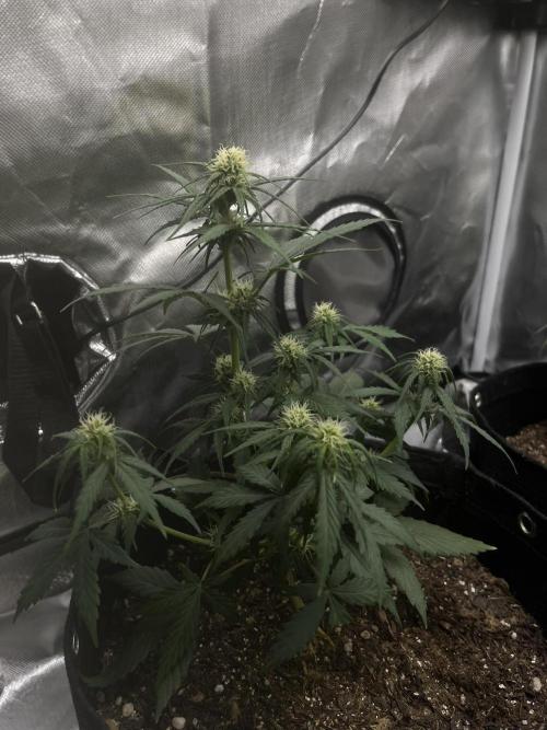 First Indoor Run. Week 6 - Afghan #2: 42 days