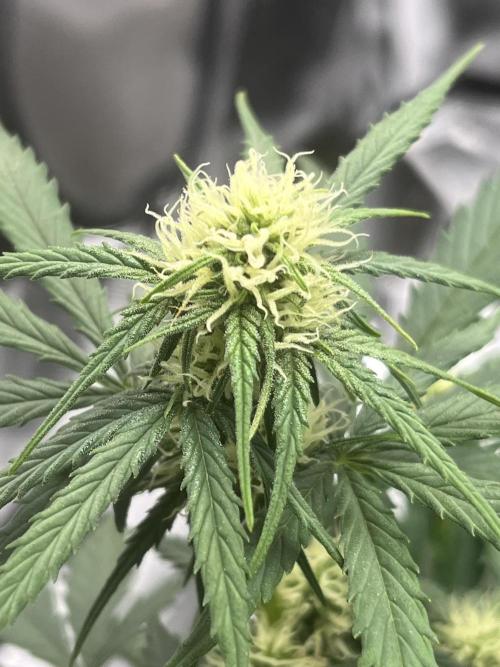 First Indoor Run. Week 6 - Afghan #2: 42 days