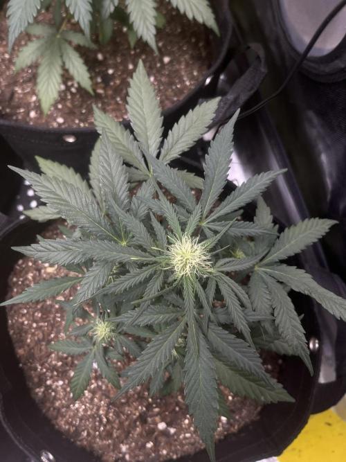 First Indoor Run. Week 6 - Skunk #1 #1: 42 days
