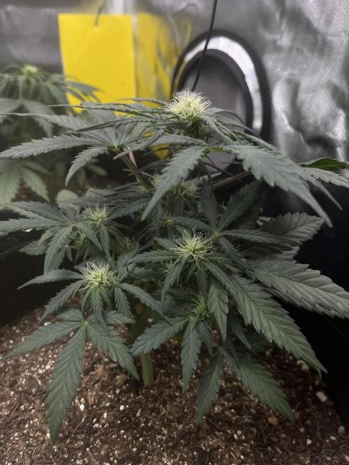 First Indoor Run. Week 6 - Skunk #1 #1: 42 days