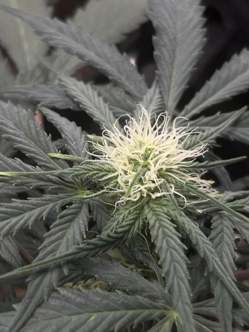 First Indoor Run. Week 6 - Skunk #1 #1: 42 days