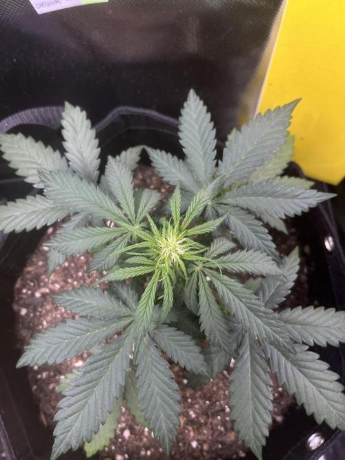 First Indoor Run. Week 6 - Skunk #1 #2: 37 days