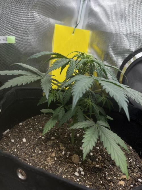 First Indoor Run. Week 6 - Skunk #1 #2: 37 days