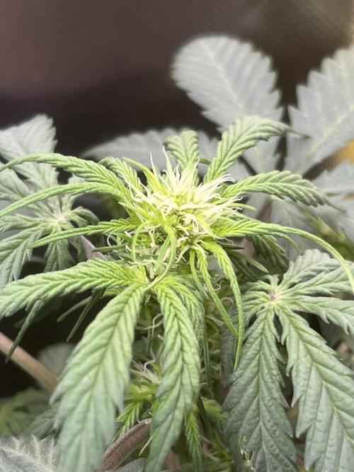 First Indoor Run. Week 6 - Skunk #1 #2: 37 days