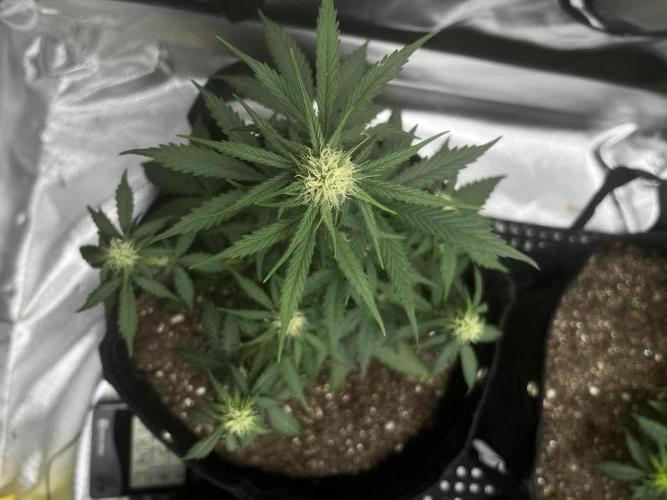 First Indoor Run. Week 6 - Afghan #2: 42 days