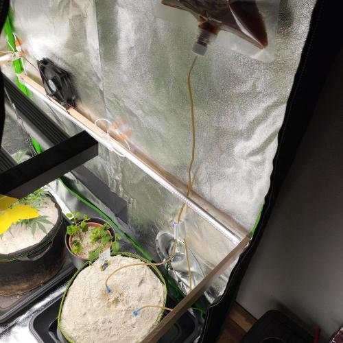 PMC Sascha. Week 3 - Die Kleine bekommt eine Infusion mit Bodenaktivator. Frisches Mykorrhiza und so 