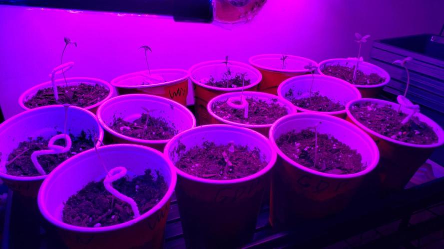 Au naturale on the outer rim. Week 0