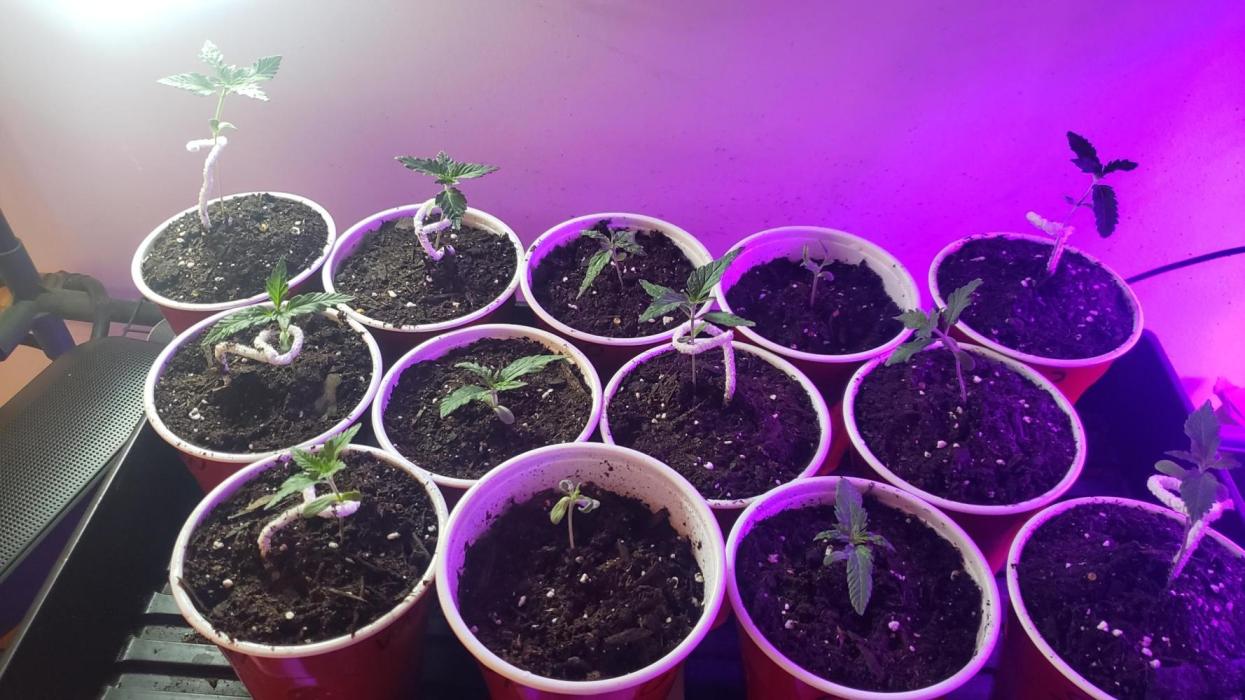 Au naturale on the outer rim. Week 1