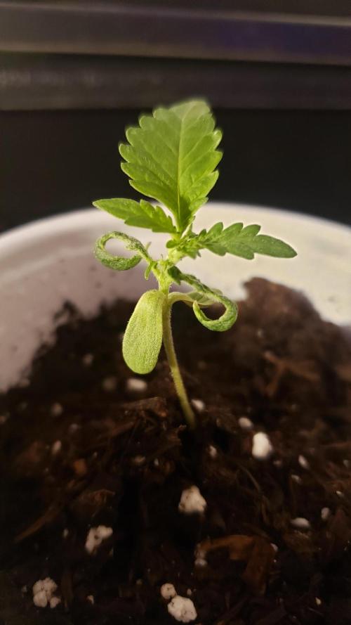 Au naturale on the outer rim. Week 2