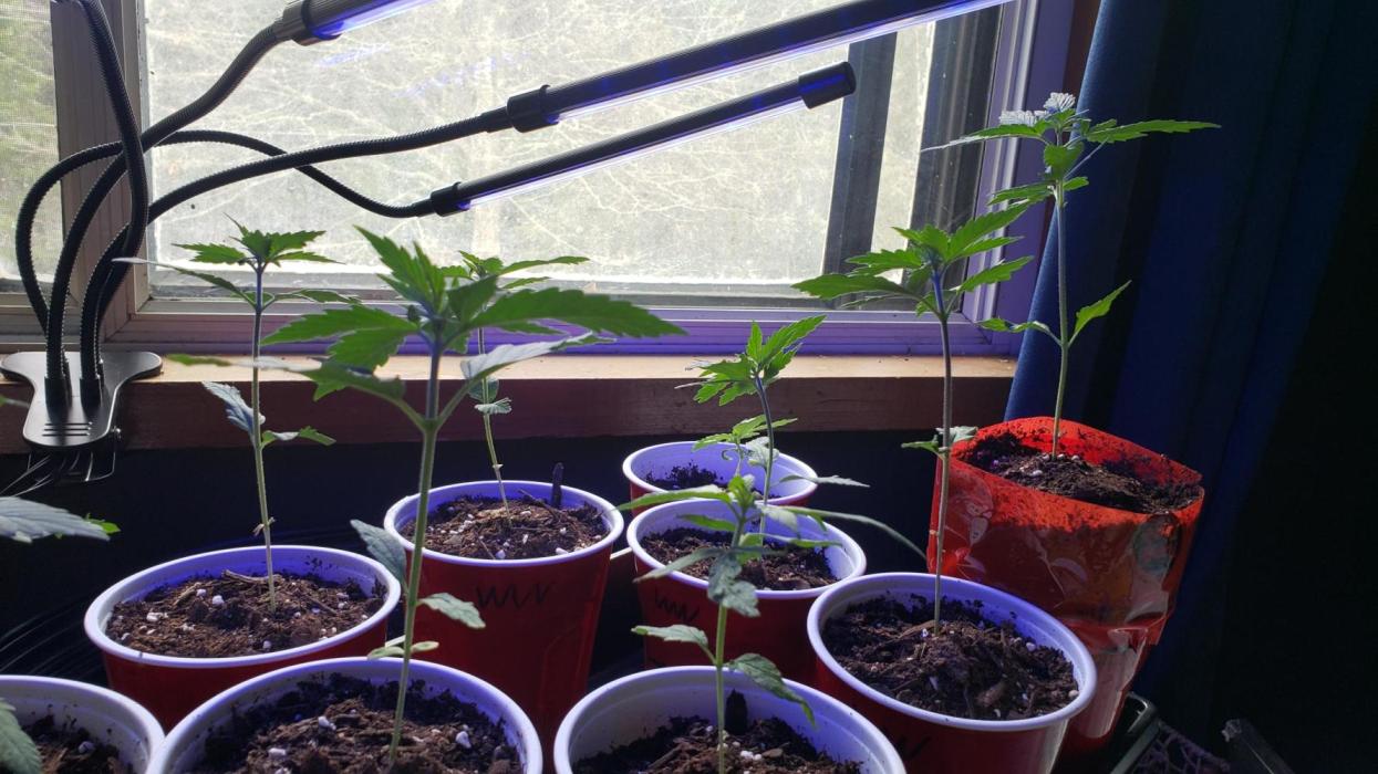 Au naturale on the outer rim. Week 3