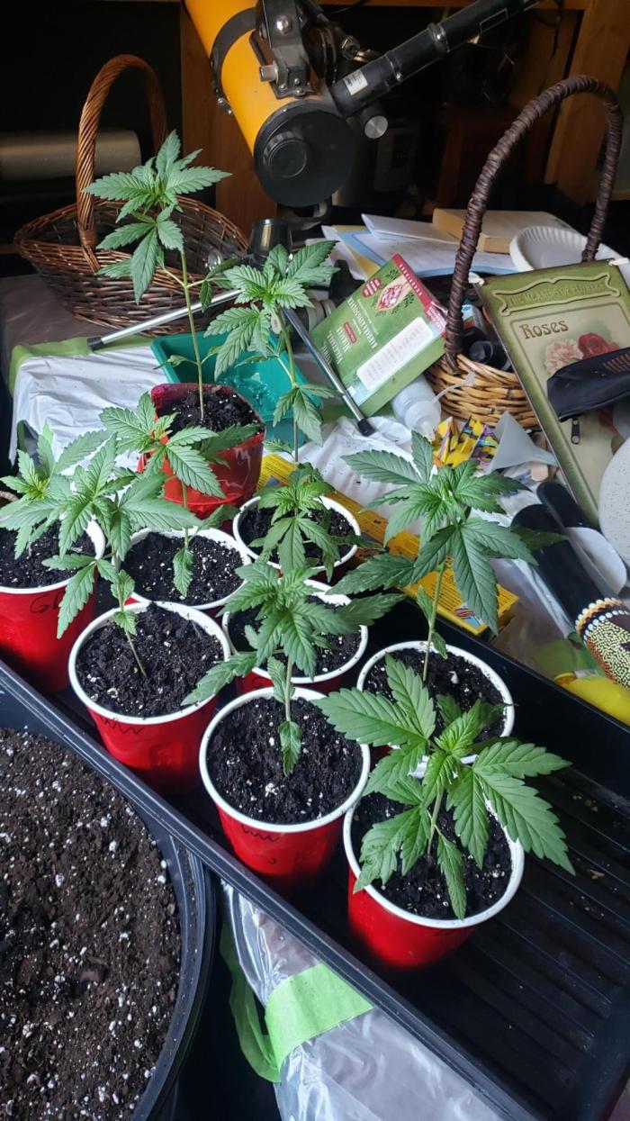 Au naturale on the outer rim. Week 4 - The small GDP to the left is still a little deformed