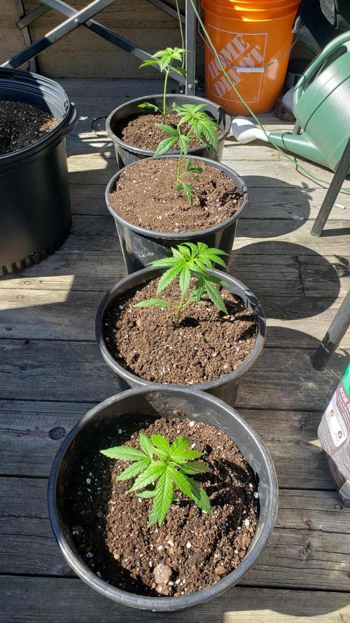 Au naturale on the outer rim. Week 5
