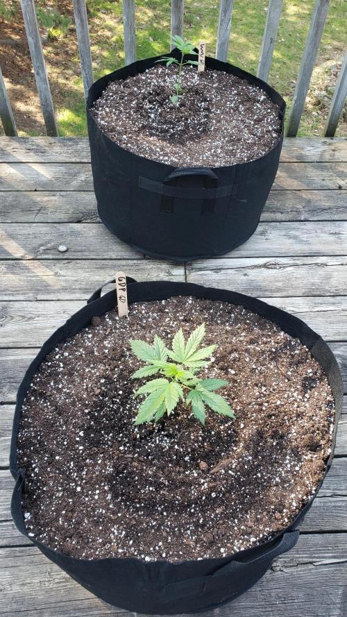Au naturale on the outer rim. Week 6
