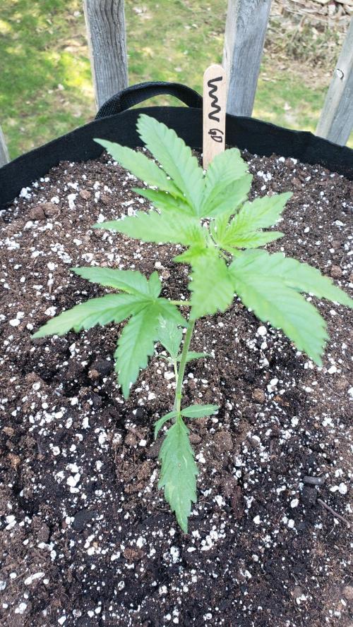 Au naturale on the outer rim. Week 6 - Introducing White Widow 