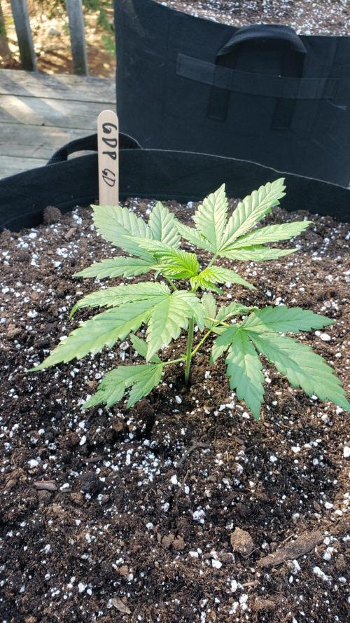 Au naturale on the outer rim. Week 6 - A stout Grandaddy Purple 