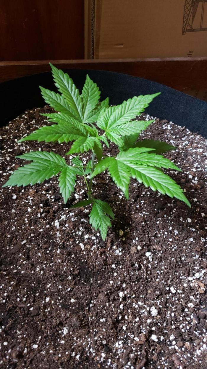 Au naturale on the outer rim. Week 7 - GDP this week. You can just see node five. Nice symmetry so far. 